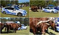 Pimpama6